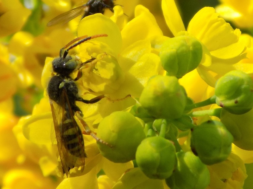 Crabronidae - szitásdarazsak