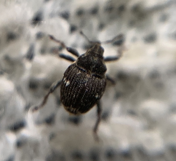 Nedyus quadrimaculatus - közönséges csalánormányos