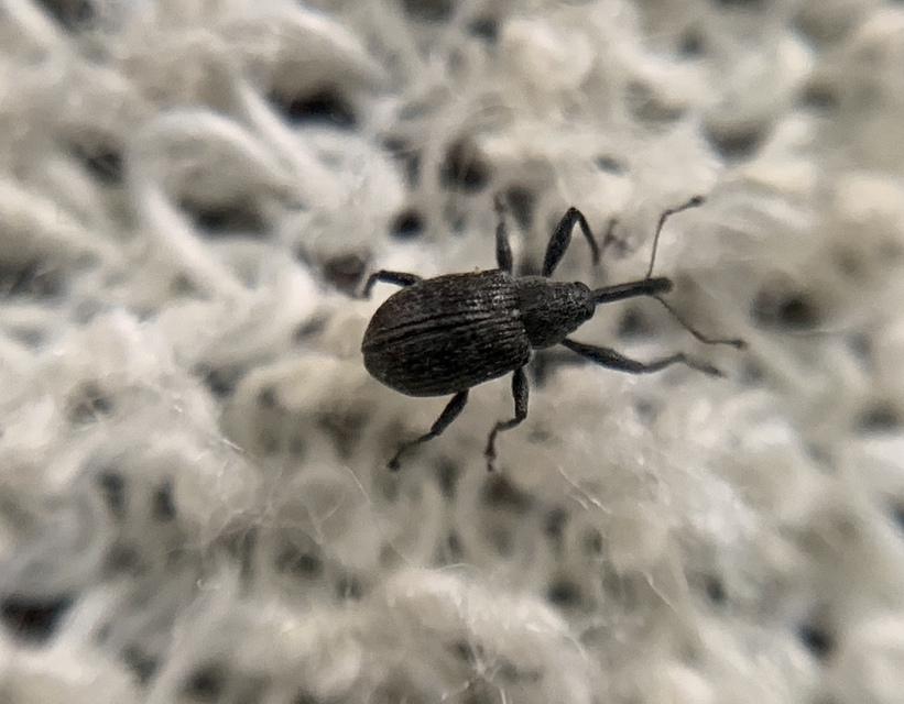 Anthonomus rubi - szamóca-bimbólikasztó Anthonomus rubi - szamóca-bimbólikasztó