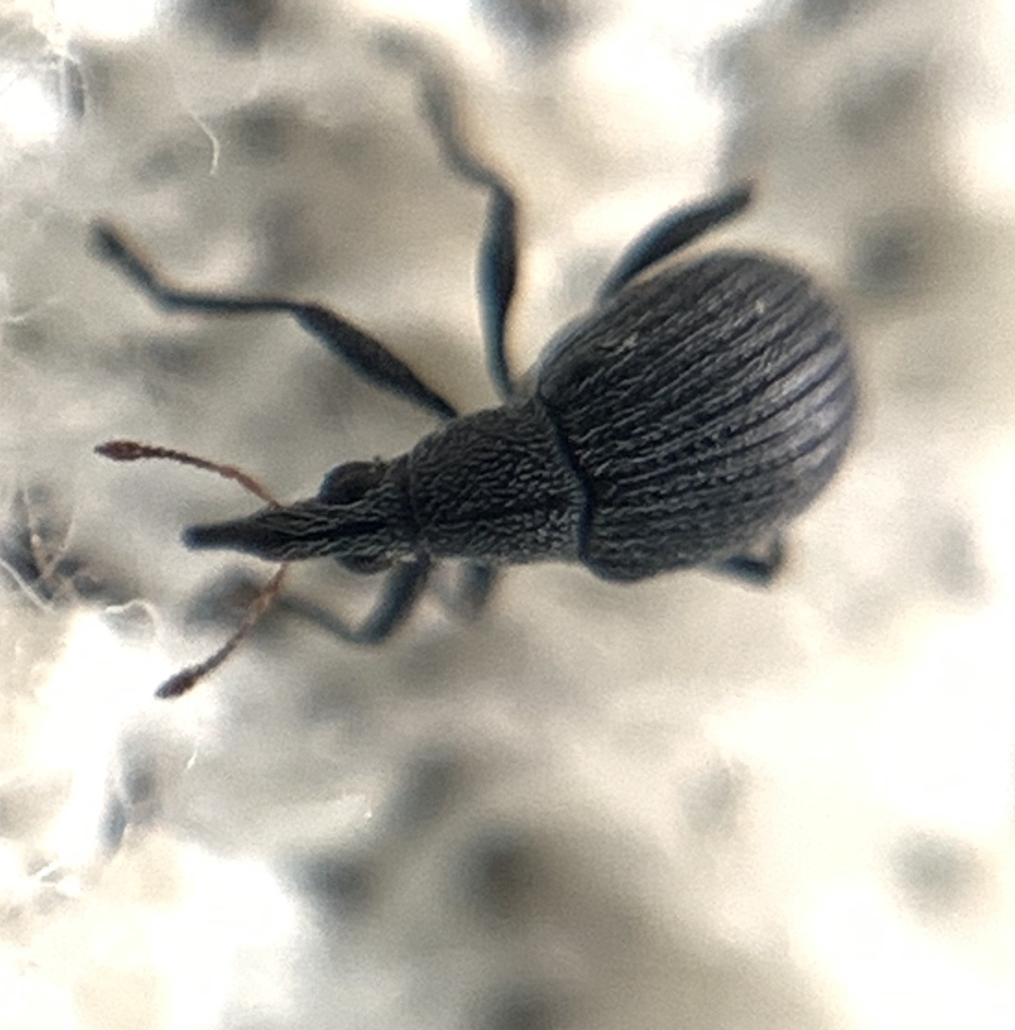 Oxystoma craccae - kaszanyügbükköny-cickányormányos