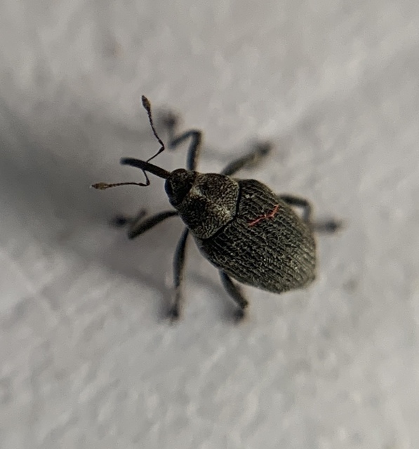Ceutorhynchus obstrictus - repcebecő-ceutormányos