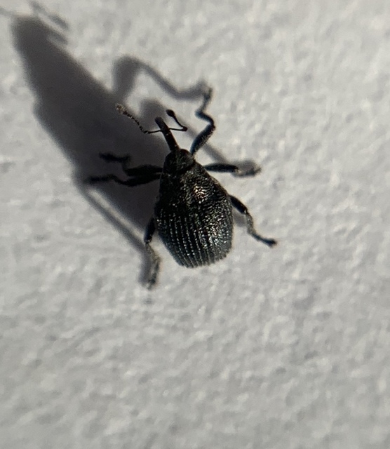 Ceutorhynchus contractus - vadrepce-ceutormányos