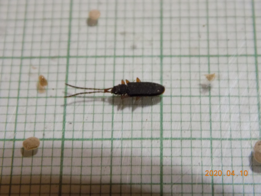 Uleiota planatus - hosszúcsápú fogasnyakú-lapbogár