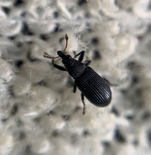 Magdalis ruficornis - sárgacsápú magdolnaormányos