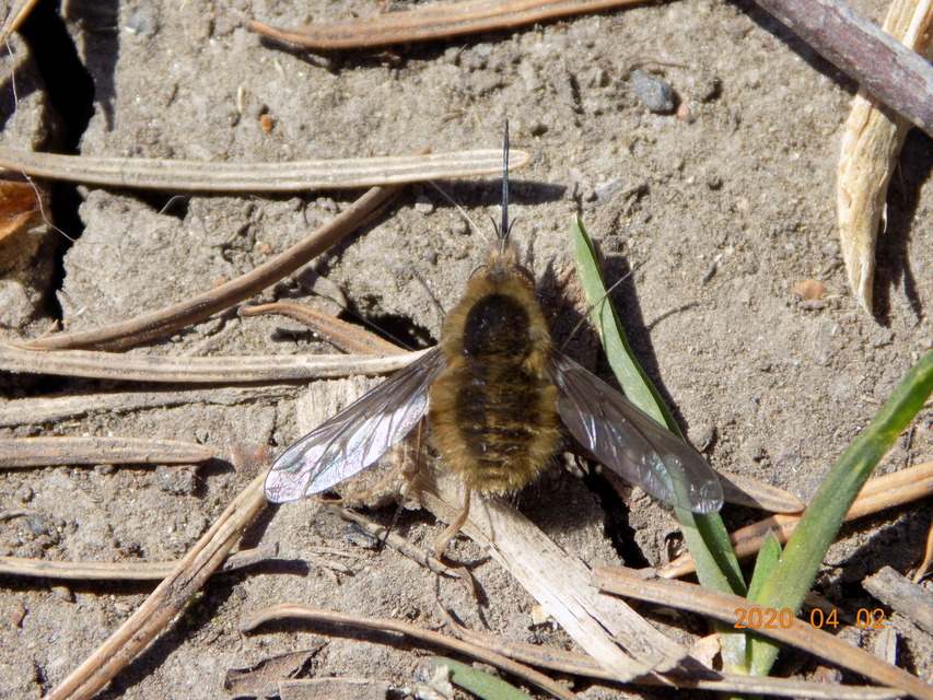 Bombylius major - szegélyes pöszörlégy