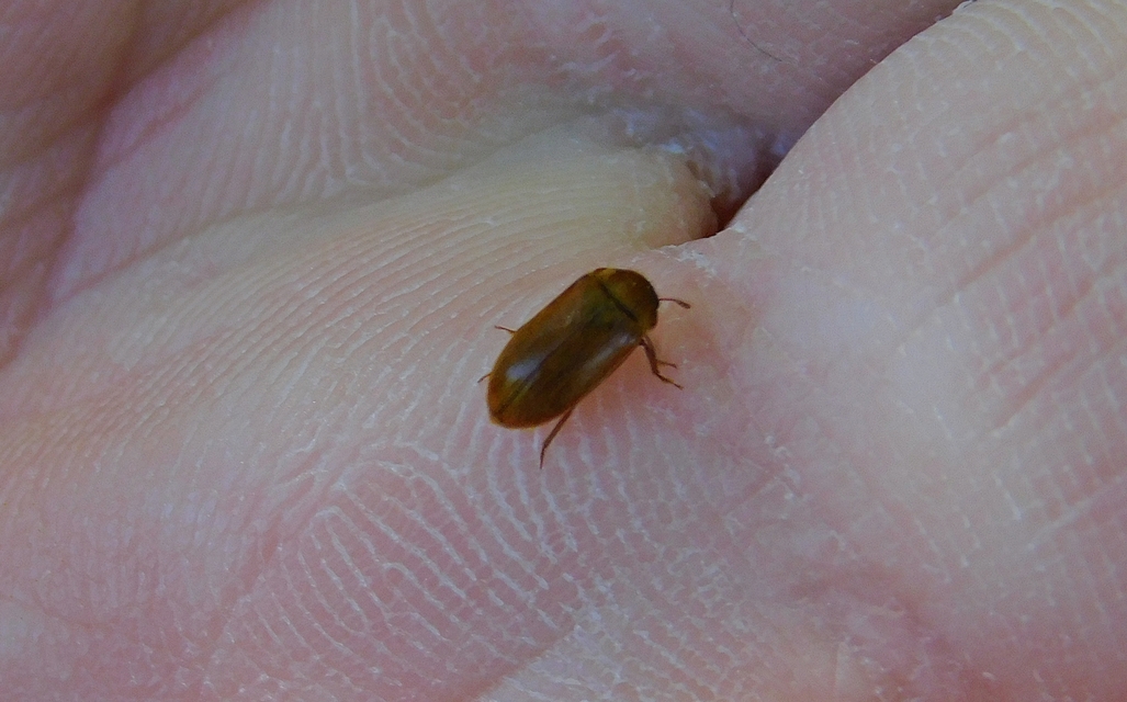 Byturus ochraceus - gyömbérgyökérbogár