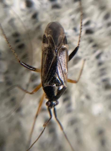 Harpocera thoracica - sarlóscsápú mezeipoloska