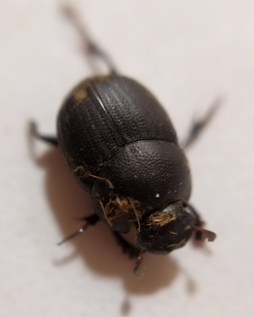Onthophagus grossepunctatus - érdes trágyatúró