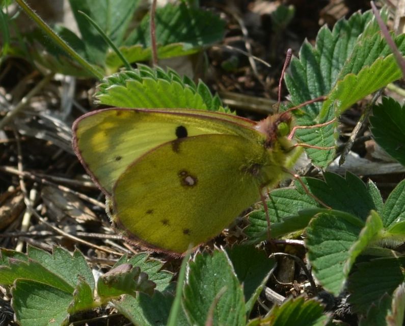 Colias alfacariensis - déli kéneslepke