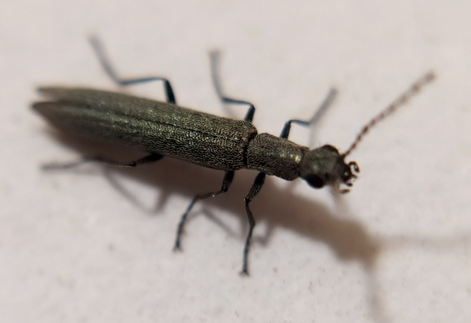 Dolichosoma lineare - ösztövér karimásbogár
