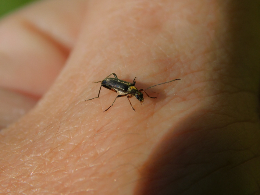 Grammoptera ruficornis - gyűrűscsápú galagonyacincér Grammoptera ruficornis - gyűrűscsápú galagonyacincér