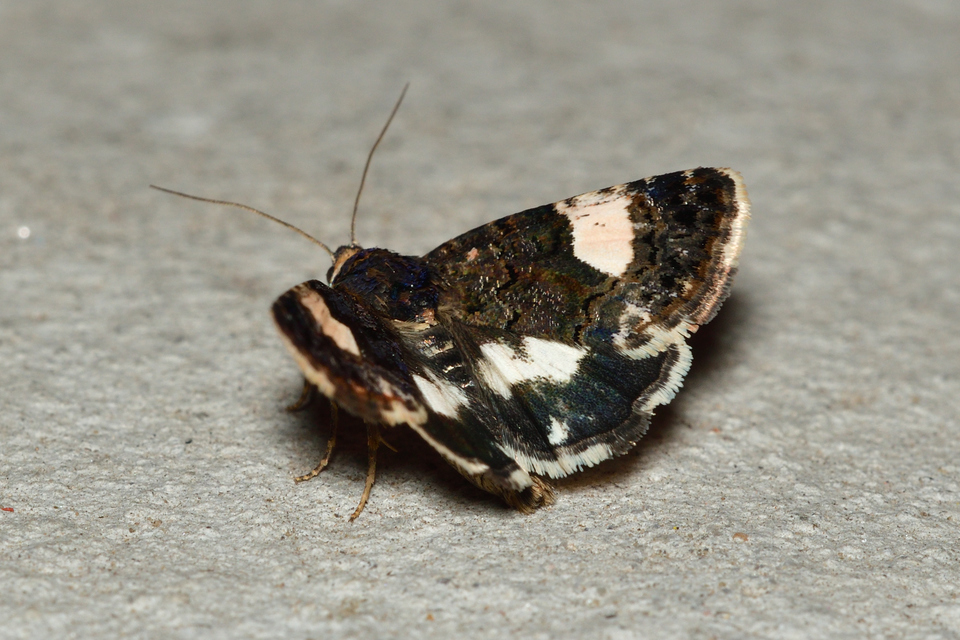 Tyta luctuosa - fekete nappalibagoly