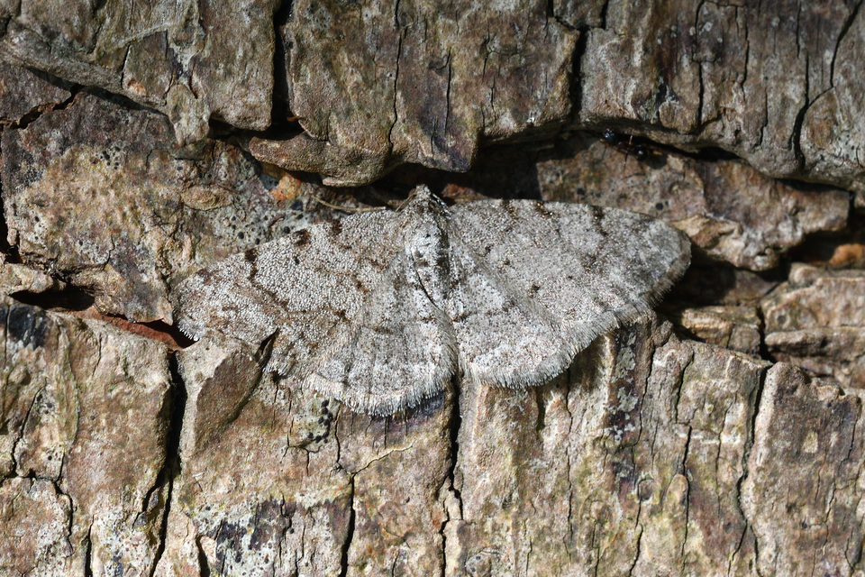 Aethalura punctulata - szürke égeraraszoló