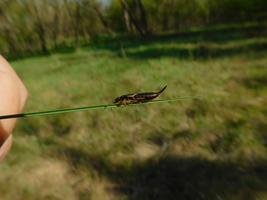 Forficula auricularia - közönséges fülbemászó