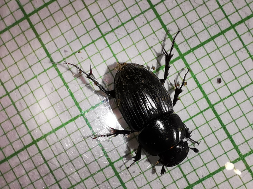 Aphodius luridus - tarka trágyabogár