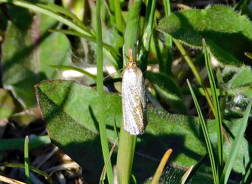 Thisanotia chrysonuchella - tavaszi fűgyökérmoly