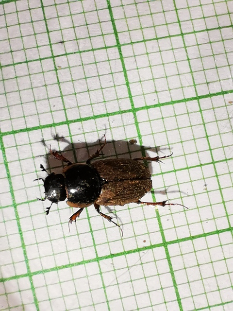 Aphodius prodromus - sárgalábú trágyabogár