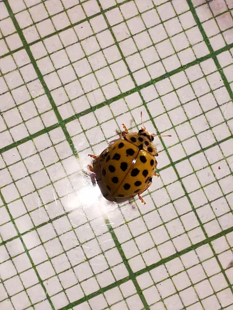 Psyllobora vigintiduopunctata - huszonkétpettyes katica