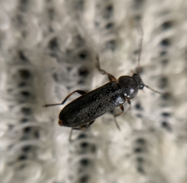 Osphya bipunctata - kétalakú komorka