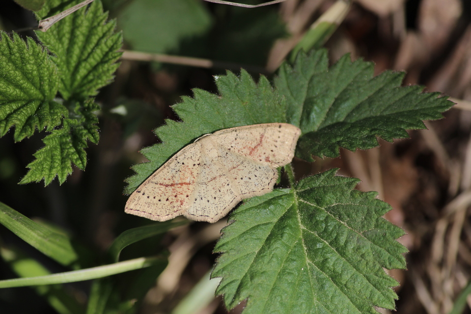 Cyclophora punctaria - sávos pettyesaraszoló