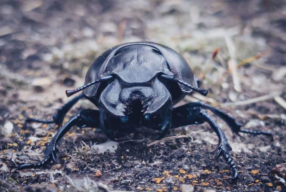 Lethrus apterus - nagyfejű csajkó