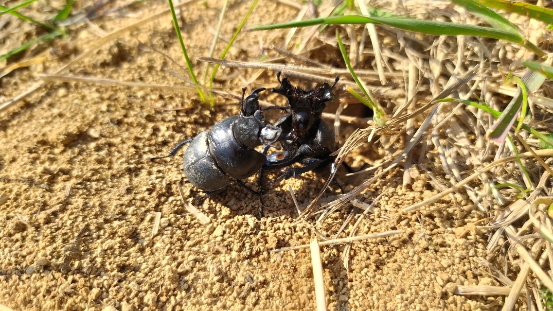 Lethrus apterus - nagyfejű csajkó