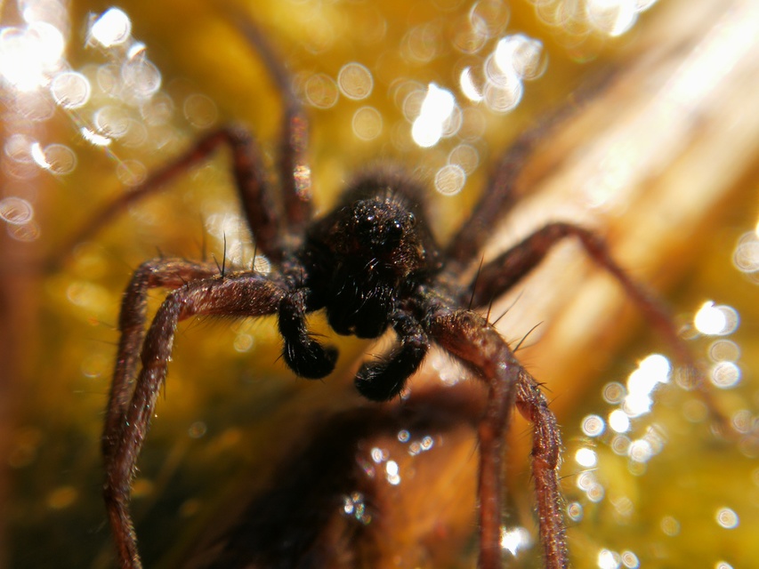 Pardosa paludicola