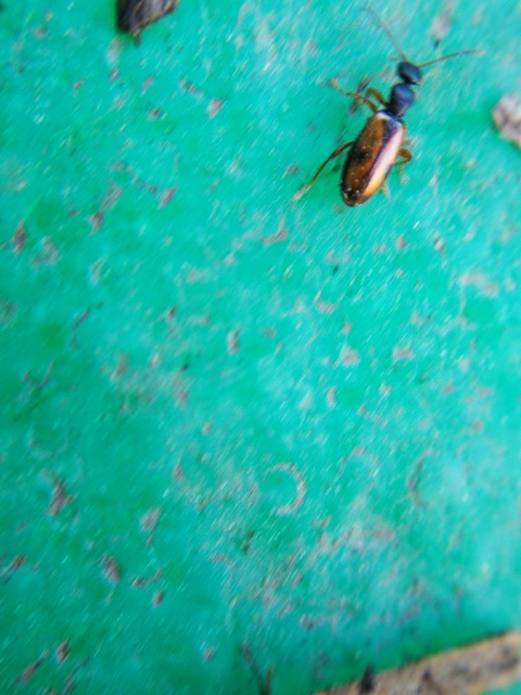 Cordicomus gracilis