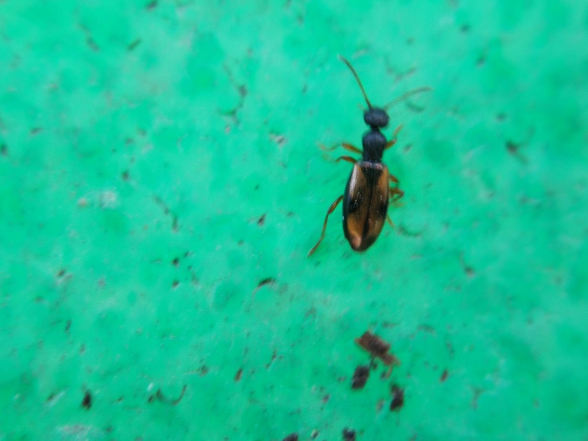 Cordicomus gracilis