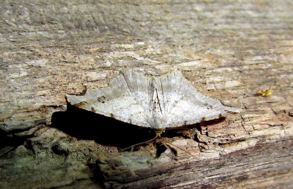 Macaria alternata - közönséges szürkearaszoló