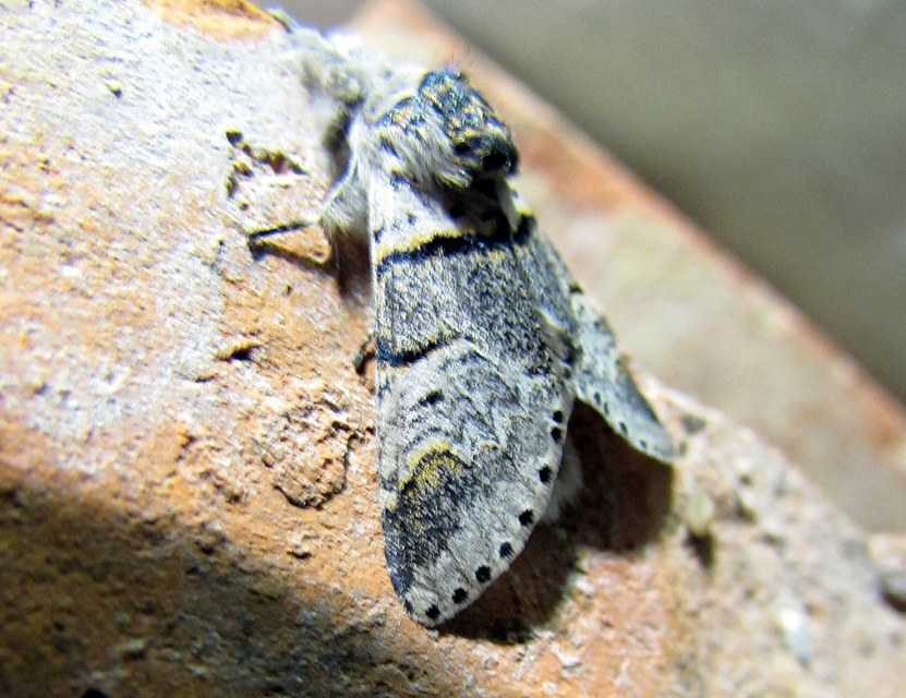 Furcula furcula - szürke púposszövő