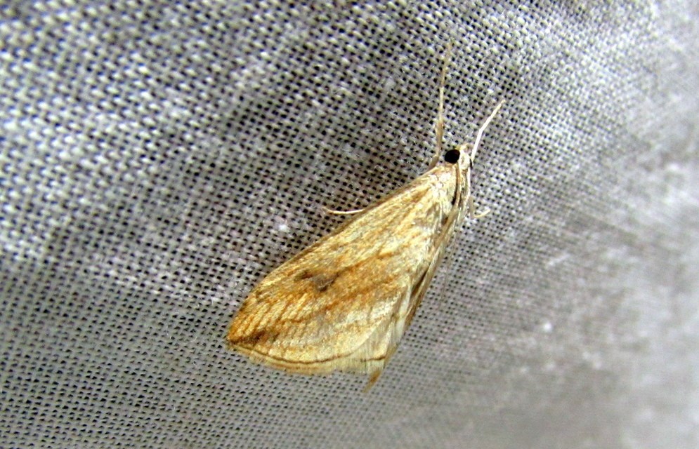 Evergestis forficalis - veteménymoly