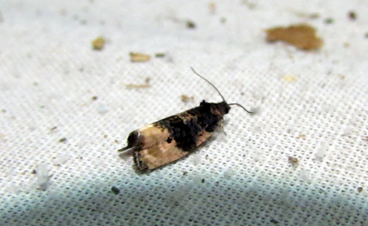 Metendothenia atropunctana - pettyes tükrösmoly