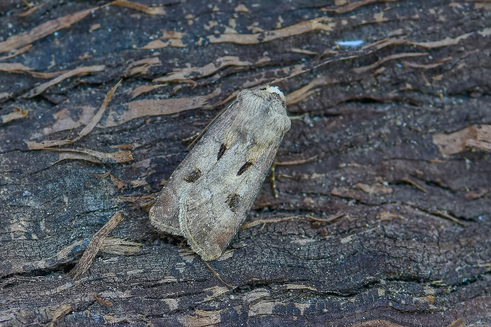 Agrotis exclamationis - felkiáltójeles földibagoly