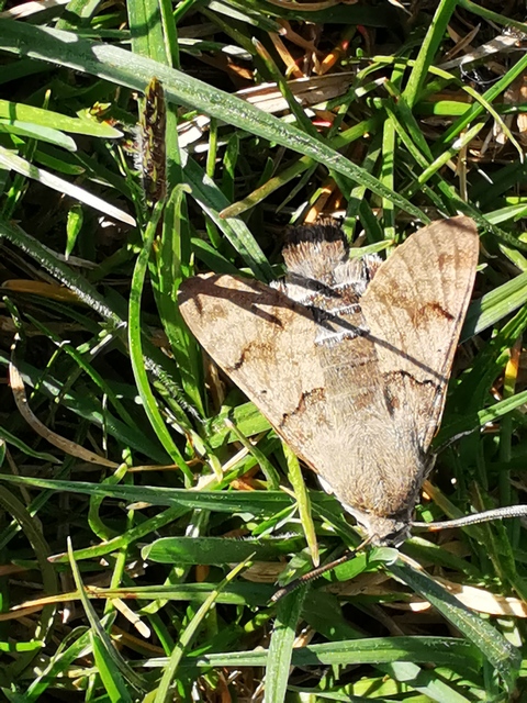Macroglossum stellatarum - kacsafarkú szender