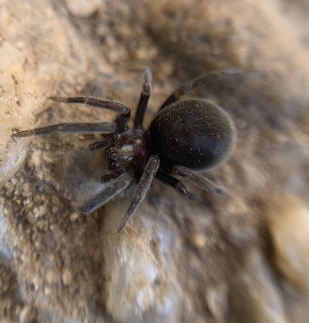 Titanoeca veteranica