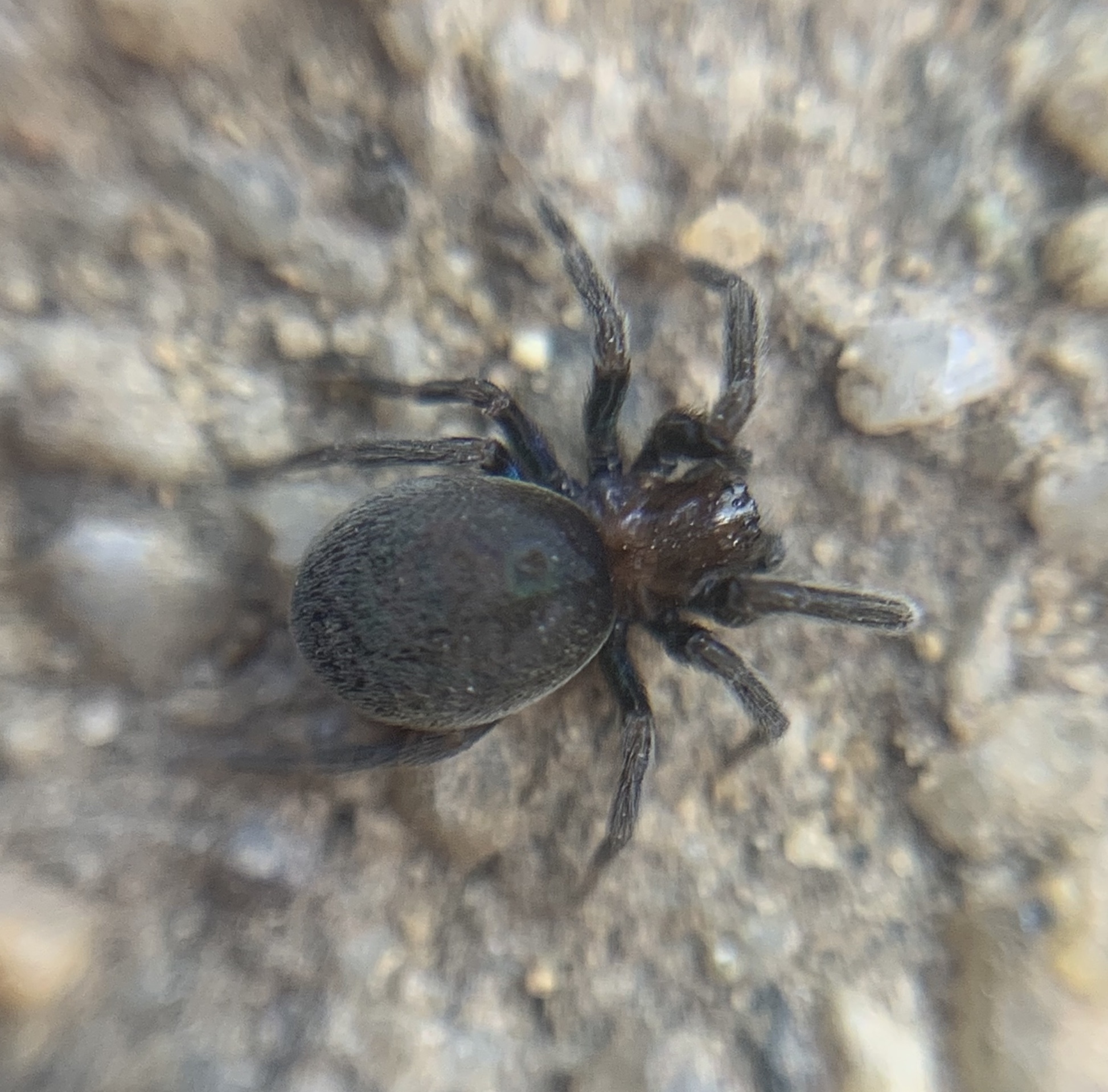 Titanoeca veteranica