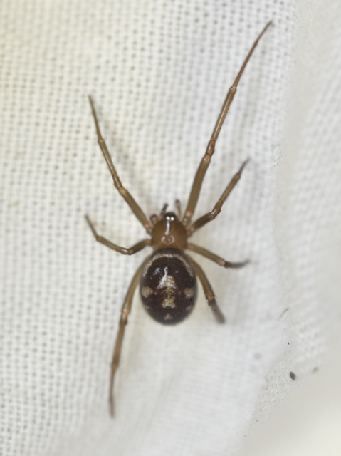 Steatoda grossa - nagy faggyúpók
