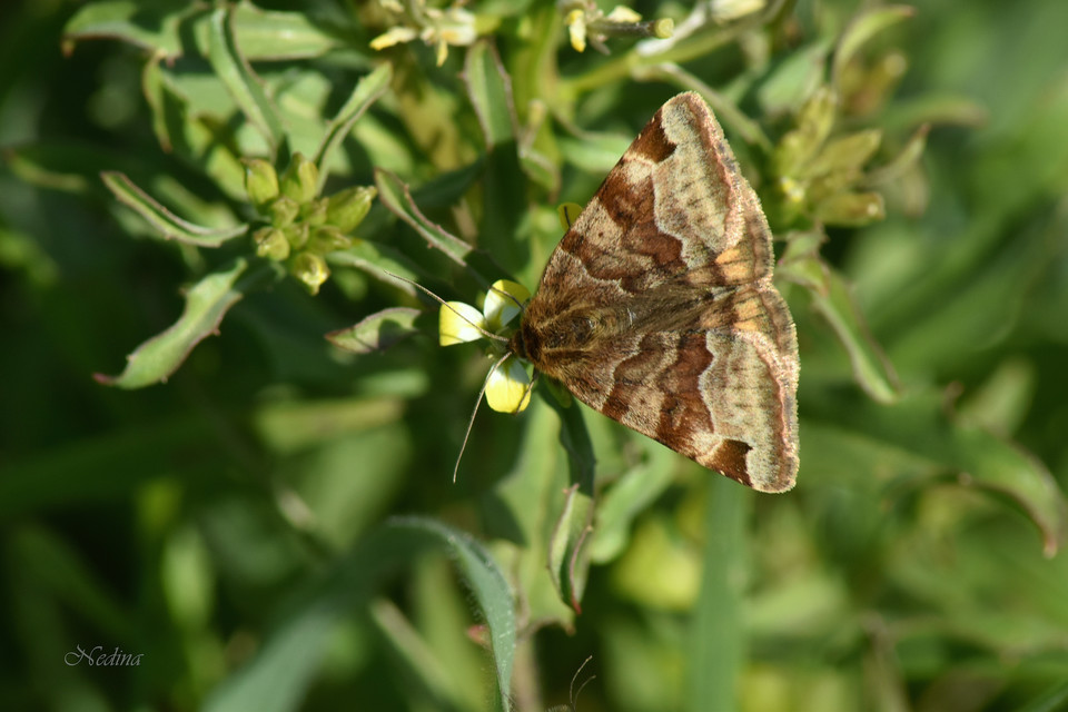 Euclidia glyphica - közönséges nappalibagoly