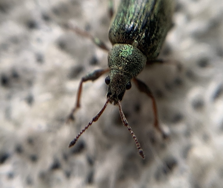 Phyllobius pyri - gyümölcsfa-levélormányos