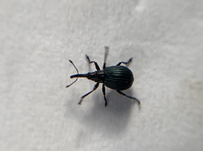 Holotrichapion pisi - lucernarügy-cickányormányos