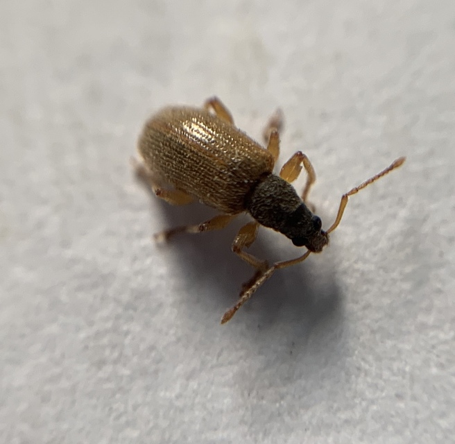 Phyllobius oblongus - közönséges levélormányos