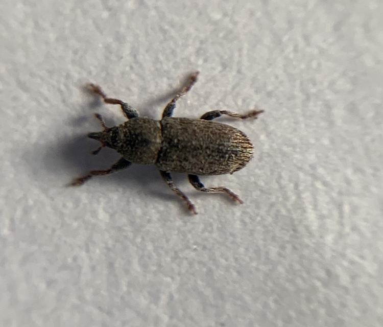 Tychius cuprifer - rezesbarna tímárormányos