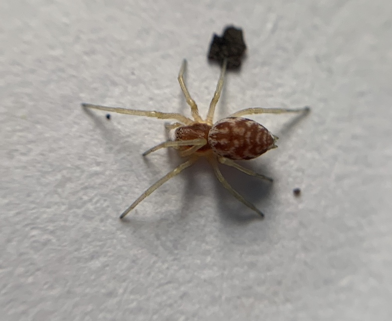 Nigma flavescens - vöröslő hamvaspók