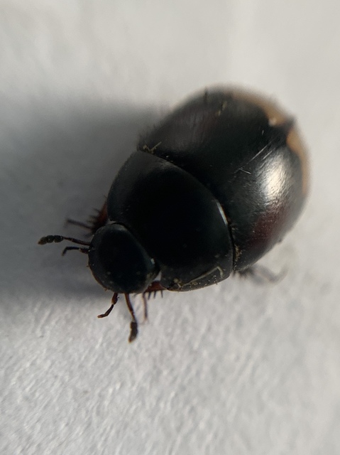 Sphaeridium scarabaeoides - négyfoltos ganajcsibor