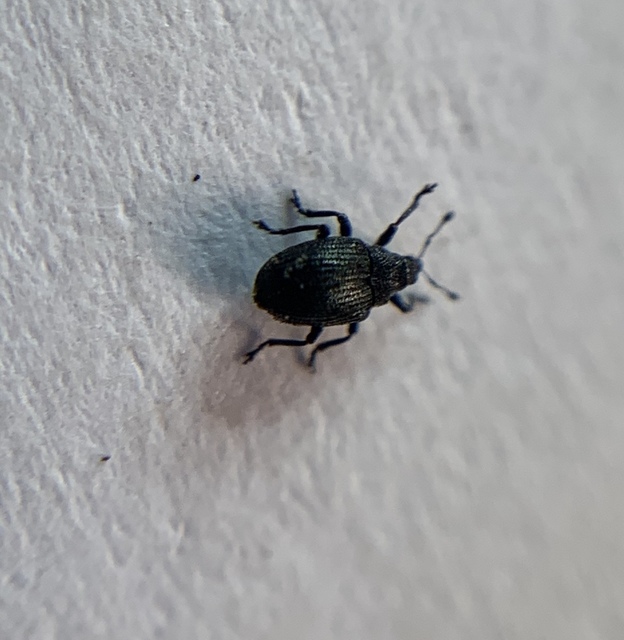 Ceutorhynchus contractus - vadrepce-ceutormányos