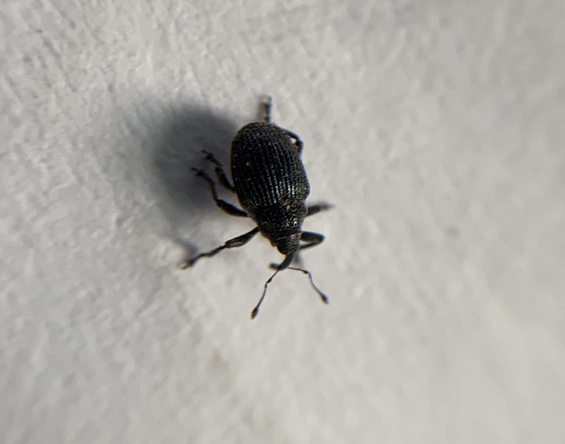 Ceutorhynchus varius - fekete ceutormányos