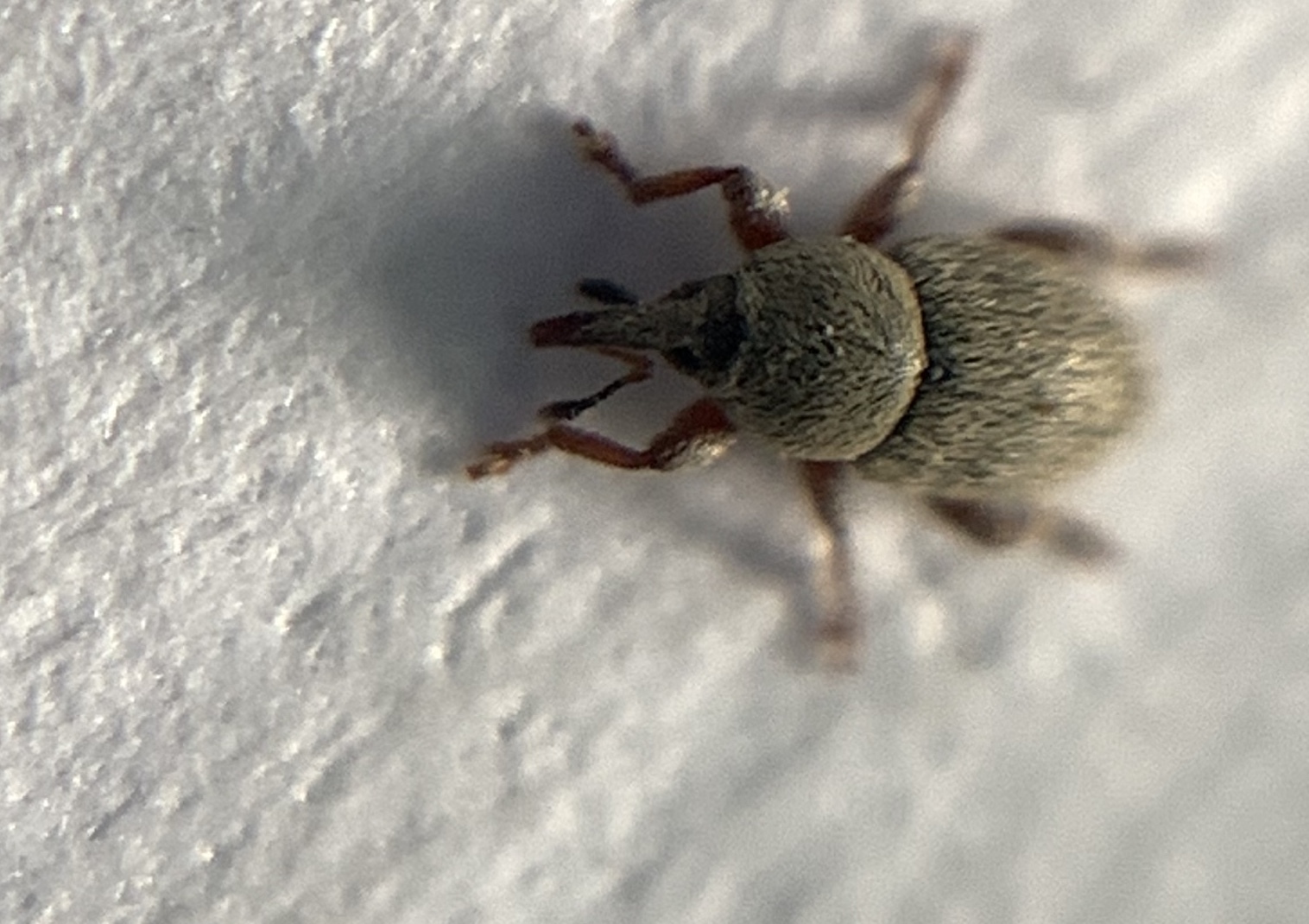 Tychius breviusculus - laposszemű tímárormányos