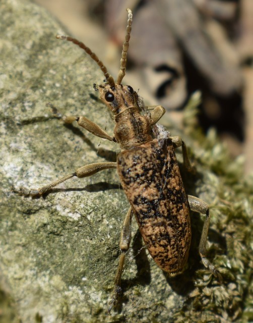 Rhagium sycophanta - tölgyes-tövisescincér