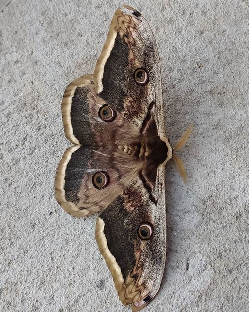 Saturnia pyri - nagy pávaszem